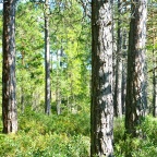 Fotoprojekt „Wald“